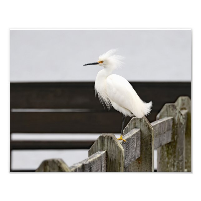 Impression Photo Egret neigeux (Devant)