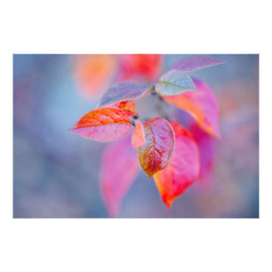 Impression Photo Elégant Feuille de Cotonou