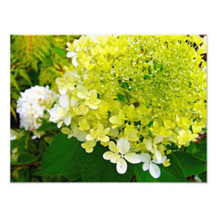 Impression Photo Élégante Chartreuse Vert Limelight Hydrangea