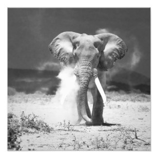 Impression Photo Eléphant