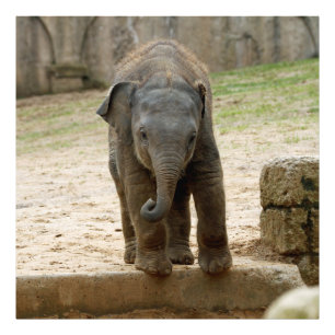 Impression Photo Elephant_20171101_by_JAMFoto