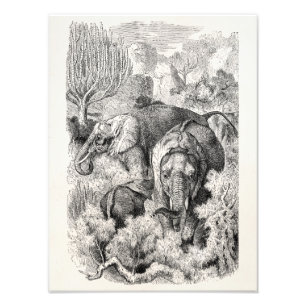 Impression Photo Eléphant africain vintage des années 1800 - Elépha