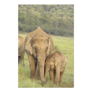 Impression Photo Eléphant indien / asiatique et jeune, Corbett