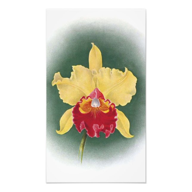 Impression Photo Élever votre espace : Golden Queen Orchid Clipart (Devant)