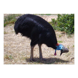 Impression Photo Éliminateur de bogues d'oiseaux de Cassowary,