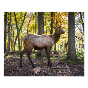 Impression Photo Elk à l'automne