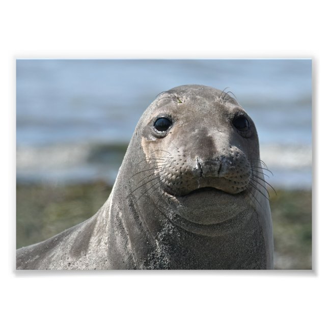 Impression Photo Elsie Mae Anacortes (Devant)