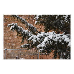 Impression Photo En hiver, neige sur les arbres