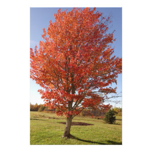 Impression Photo Érable d'automne aux feuilles rouges ardentes