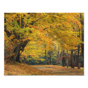 Impression Photo Érable d'automne surplombant une allée de campagne