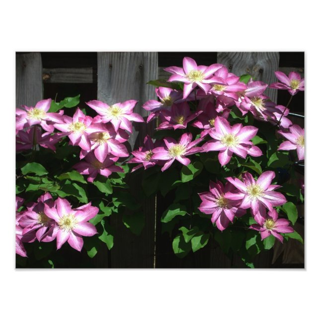 Impression Photo Escalade Clematis Fleurs de printemps violettes (Devant)