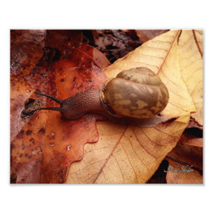 Impression Photo Escargot sur une mission