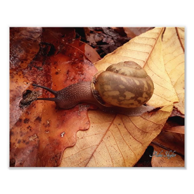 Impression Photo Escargot sur une mission (Devant)