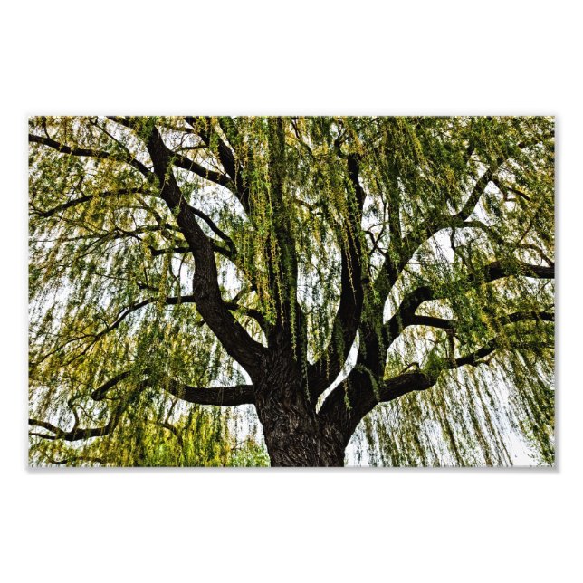 Impression Photo espoir du printemps muet (Devant)