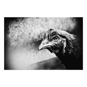 Impression Photo esprits et poulets