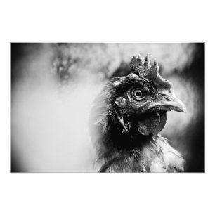 Impression Photo esprits et poulets 2