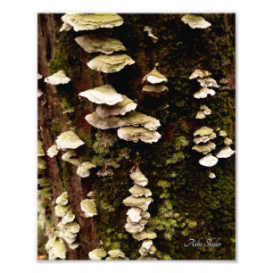 Impression Photo Etagères vertes
