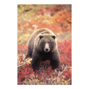 Impression Photo États-Unis, Alaska, Denali NP, femelle Grizzly Bea