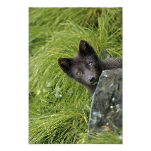 Impression Photo États-Unis, Alaska, Îles Pribilof, St Paul. Bleu