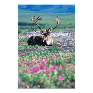 Impression Photo États-Unis, Alaska, Parc national de Denali, Carib