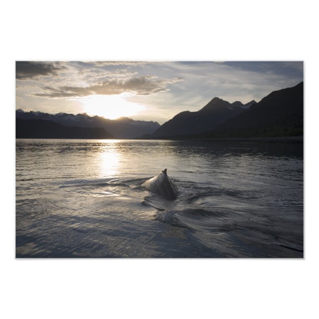 Impression Photo États-Unis, Alaska, Parc national de Glacier Bay, (Devant)