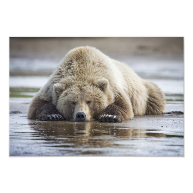 Impression Photo États-Unis, Alaska, Parc national de Katmai, Ours  (Devant)