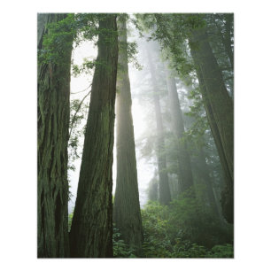 Impression Photo États-Unis, Californie, Parc national de Redwood,