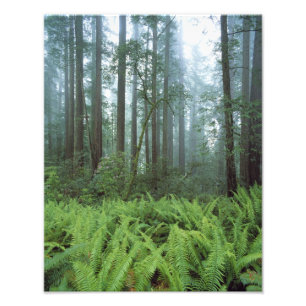 Impression Photo États-Unis, Californie, Redwood NP. Fermes et