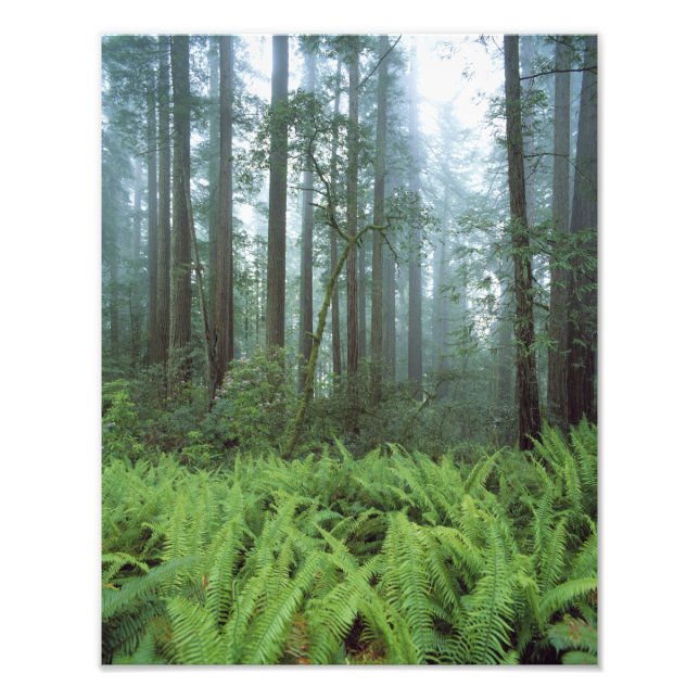 Impression Photo États-Unis, Californie, Redwood NP. Fermes et (Devant)