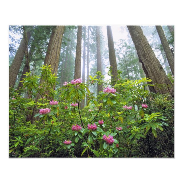 Impression Photo États-Unis, Californie, Redwood NP. Rhododendron (Devant)