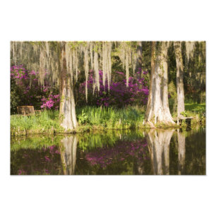 Impression Photo États-Unis, Caroline du Sud, Charleston. Cyprès