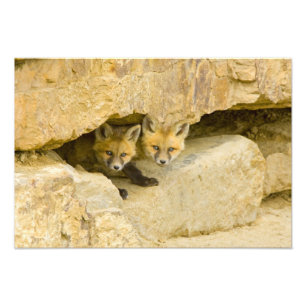 Impression Photo États-Unis, Colorado, Breckenridge. Renard roux cu