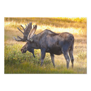 Impression Photo États-Unis, Colorado, Cameron Pass. Orignal mâle