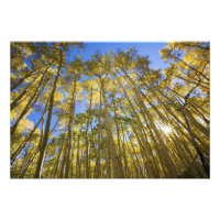 États-Unis, Colorado, Trembles d'automne le long d