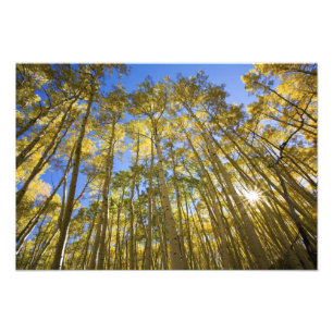 Impression Photo États-Unis, Colorado, Trembles d'automne le long d