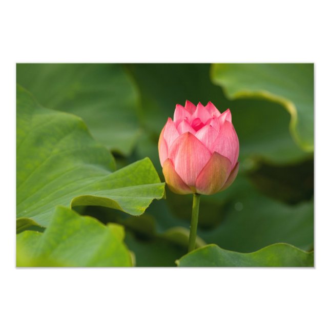 Impression Photo États-Unis, DC, Washington, Kenilworth (Devant)