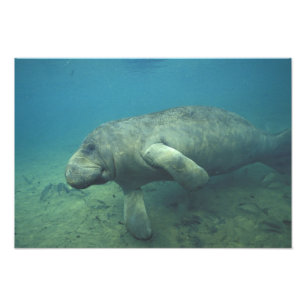 Impression Photo États-Unis, FL, Manatee