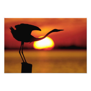 Impression Photo États-Unis, Floride, St. Petersburg, Fort De Soto