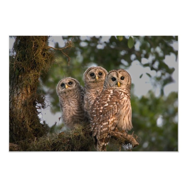 Impression Photo Etats-Unis, Floride, Zones Humides de Viera. Trois (Devant)