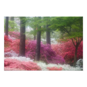 Impression Photo États-Unis ; Géorgie ; Pine mountain. Azaleas à
