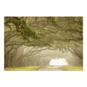 Impression Photo États-Unis, Géorgie, Savannah, Une route bordée
