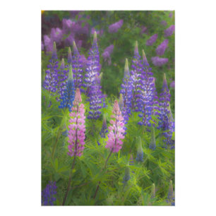 Impression Photo États-Unis, Maine, Southwest Harbor. Lupin en fleu