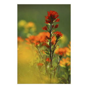 Impression Photo États-Unis, Michigan, Drummond Island, Maxton Plai