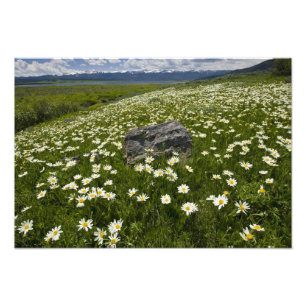 Impression Photo États-Unis, Montana, Fleurs de marguerite