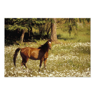 Impression Photo États-Unis, Oregon. Cheval dans un champ de pâquer