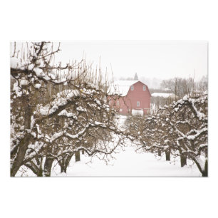 Impression Photo États-Unis, Oregon, Hood River. Pomme recouverte d