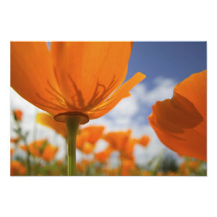 Impression Photo États-Unis, Oregon, vallée de Willamette, gros pla