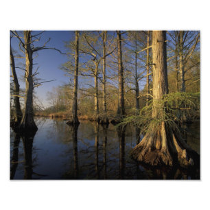 Impression Photo États-Unis, Tennessee. Reelfoot National Wildlife