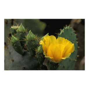 Impression Photo États-Unis, Texas, Cactus d'opuntia en fleurs.