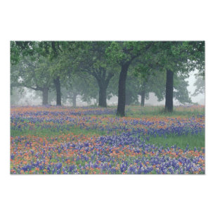 Impression Photo États-Unis, Texas, Texas Hill Country Champ vaste